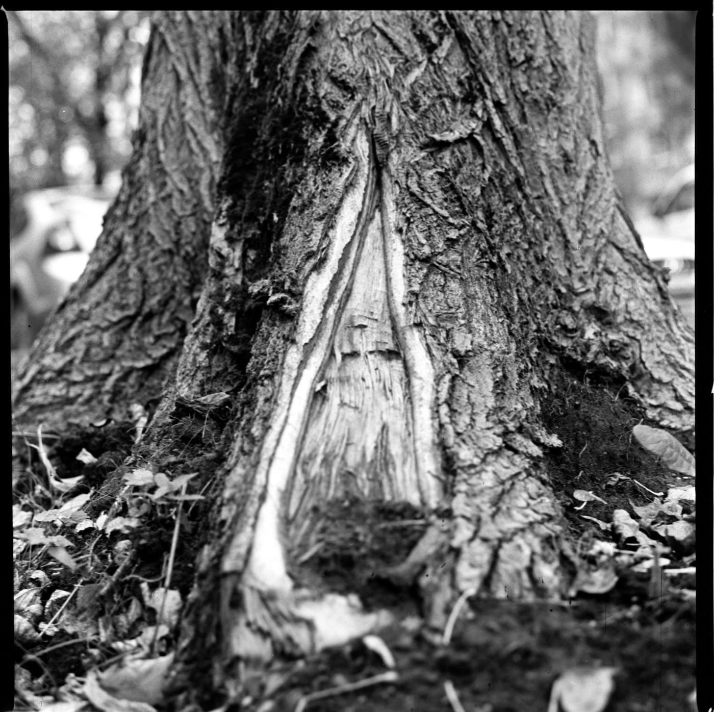 A close detail of a tree root system